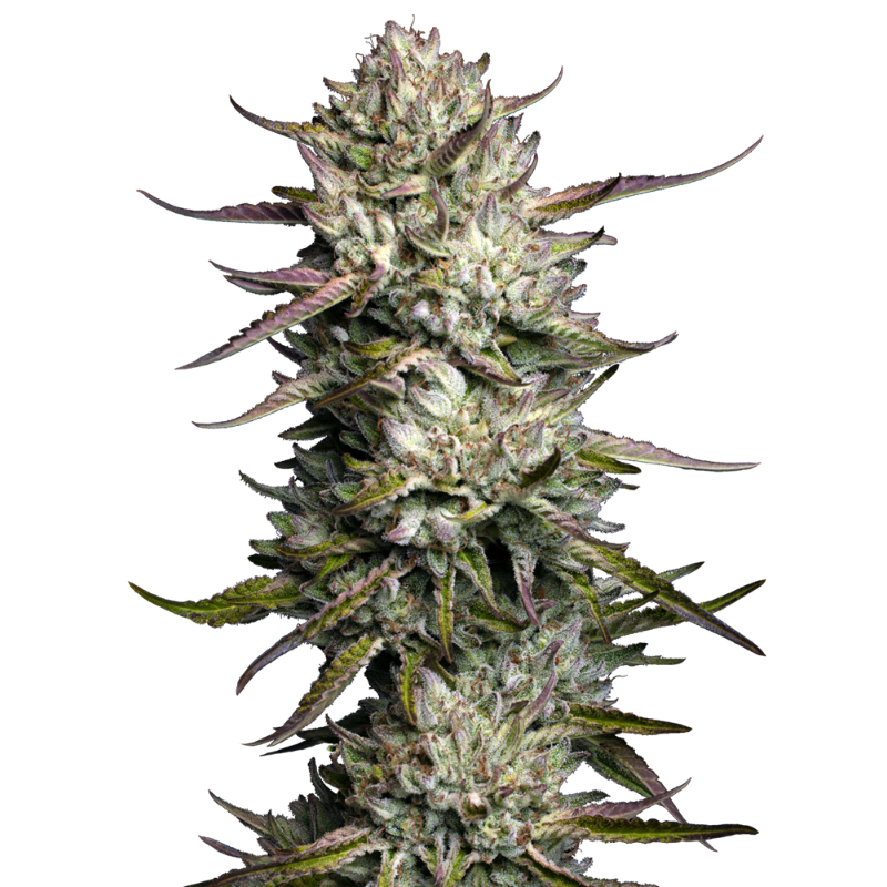 Purple Berry Muffinz FEM - Sensi Seeds Humboldt
