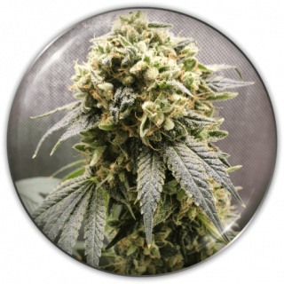 Superfruit CBD - Medical Seeds