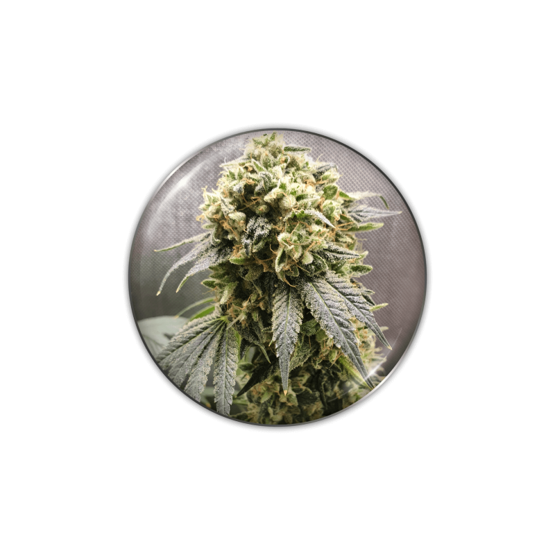 Superfruit CBD - Medical Seeds
