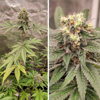 Blue Zushi - Féminisée - Dutch Passion | ROOTS-SEEDS.FR