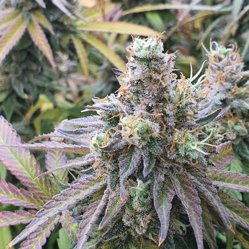 CBD Charlotte’s Angel - Féminisée - Dutch Passion | ROOTS-SEEDS.FR