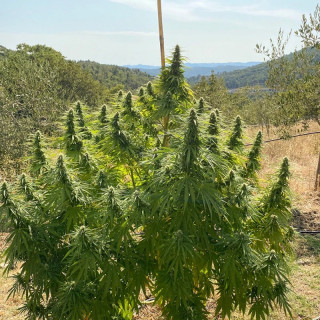 CBD Charlotte’s Angel - Féminisée - Dutch Passion | ROOTS-SEEDS.FR