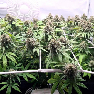 CBD Charlotte’s Angel - Féminisée - Dutch Passion | ROOTS-SEEDS.FR