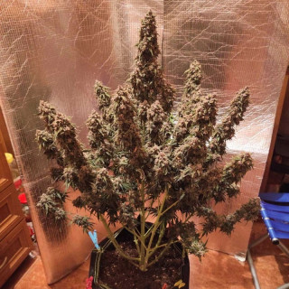 Desfran - Autofloraison - Dutch Passion | ROOTS-SEEDS.FR