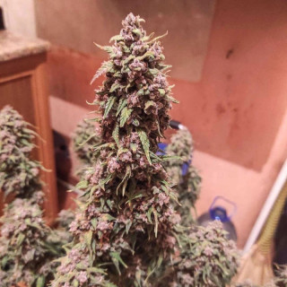 Desfran - Autofloraison - Dutch Passion | ROOTS-SEEDS.FR
