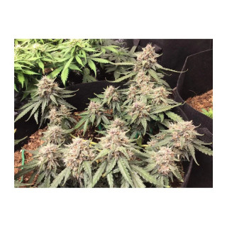 Desfran - Autofloraison - Dutch Passion | ROOTS-SEEDS.FR