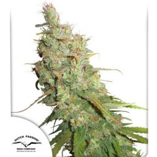 Desfran - Autofloraison - Dutch Passion | ROOTS-SEEDS.FR