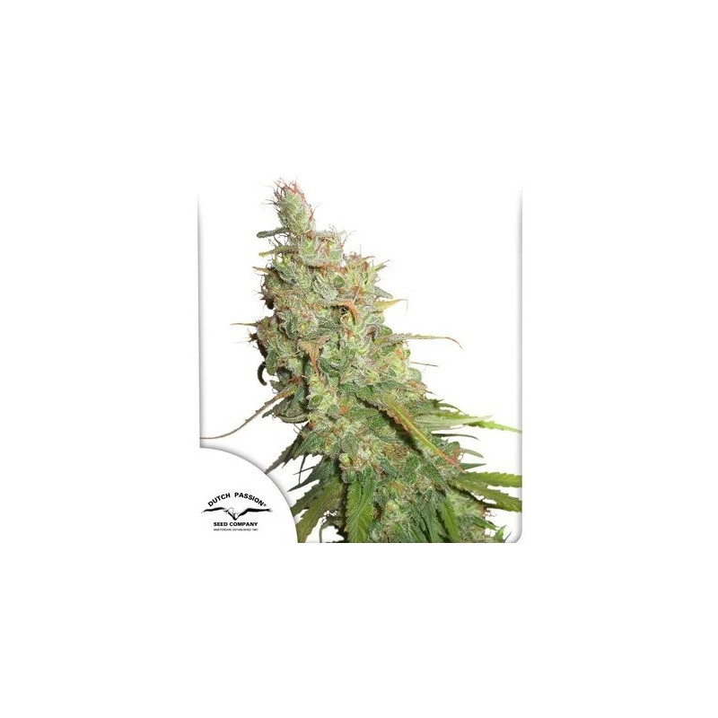 Desfran - Autofloraison - Dutch Passion | ROOTS-SEEDS.FR