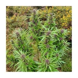 Durban Dew -  Féminisée - Dutch Passion | ROOTS-SEEDS.FR