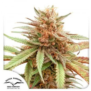 Durban Dew -  Féminisée - Dutch Passion | ROOTS-SEEDS.FR