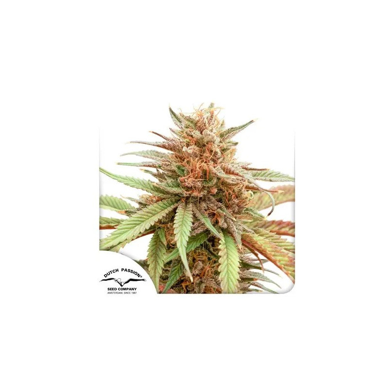Durban Dew -  Féminisée - Dutch Passion | ROOTS-SEEDS.FR
