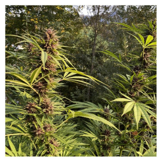 Durban Dew -  Féminisée - Dutch Passion | ROOTS-SEEDS.FR