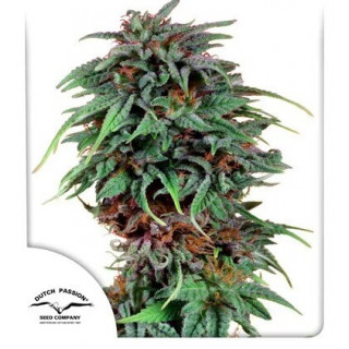 Durban Poison -  Régulière - Dutch Passion | ROOTS-SEEDS.FR