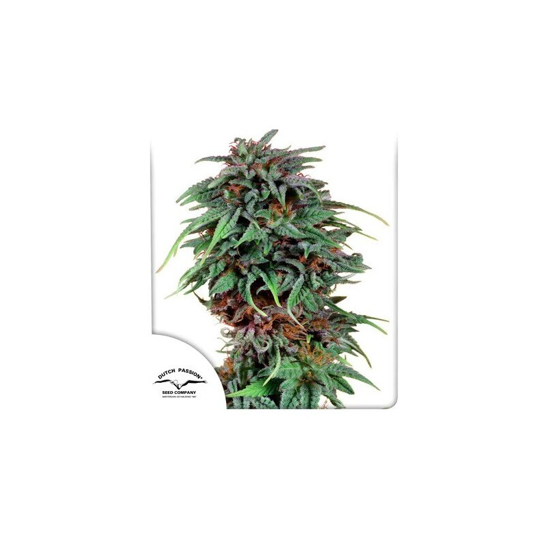 Durban Poison -  Régulière - Dutch Passion | ROOTS-SEEDS.FR