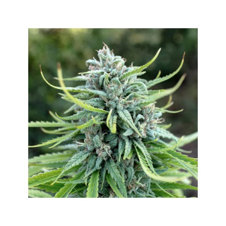 Durban Poison -  Régulière - Dutch Passion | ROOTS-SEEDS.FR