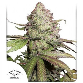 CBD Charlotte’s Angel - Autofloraison - Dutch Passion | ROOTS-SEEDS.FR