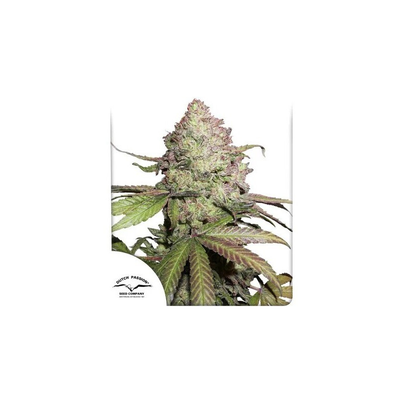 CBD Charlotte’s Angel - Autofloraison - Dutch Passion | ROOTS-SEEDS.FR