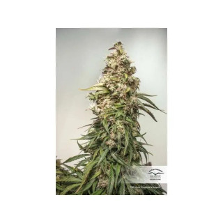 CBD Charlotte’s Angel - Autofloraison - Dutch Passion | ROOTS-SEEDS.FR