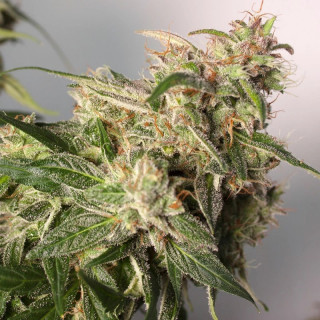 CBD Charlotte’s Angel - Autofloraison - Dutch Passion | ROOTS-SEEDS.FR