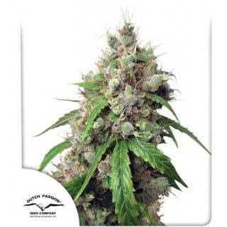 Euforia - Autofloraison - Dutch Passion | ROOTS-SEEDS.FR