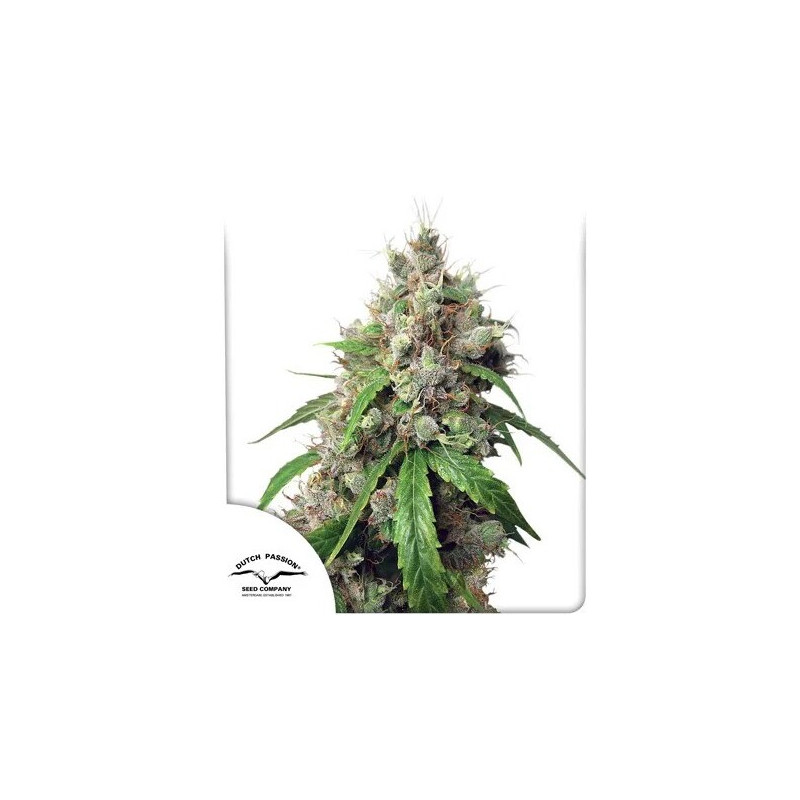 Euforia - Autofloraison - Dutch Passion | ROOTS-SEEDS.FR