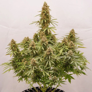 Euforia - Autofloraison - Dutch Passion | ROOTS-SEEDS.FR