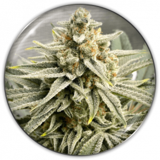 Grape Fuel - Féminisée - Medical Seeds - Graines de Collection