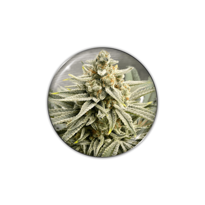 Grape Fuel - Féminisée - Medical Seeds - Graines de Collection