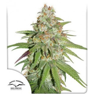 Glueberry O.G.- Féminisée - Dutch Passion | ROOTS-SEEDS.FR