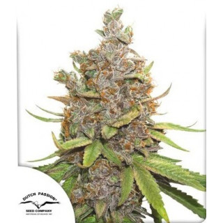 Glueberry O.G. - Autofloraison - Dutch Passion | ROOTS-SEEDS.FR