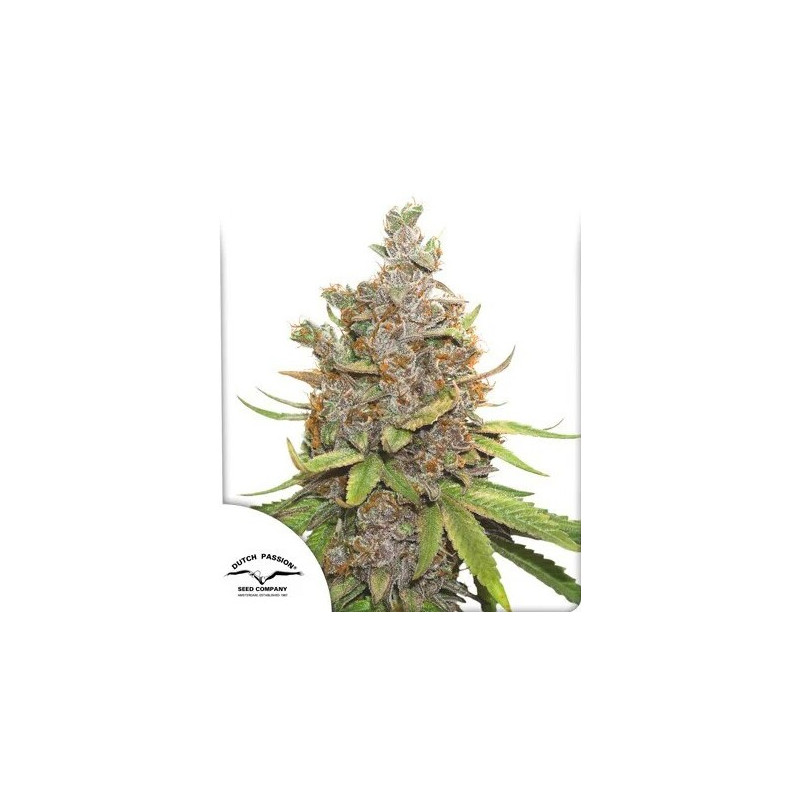 Glueberry O.G. - Autofloraison - Dutch Passion | ROOTS-SEEDS.FR