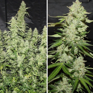 Glueberry O.G. - Autofloraison - Dutch Passion | ROOTS-SEEDS.FR