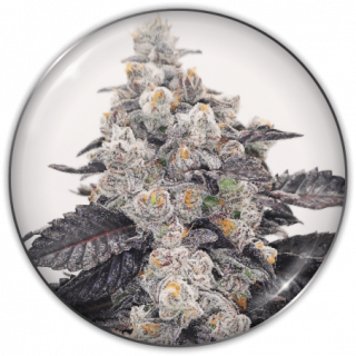 Pink Sherbet - Féminisée - Medical Seeds - Graines de Collection