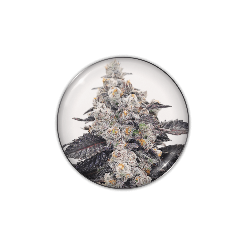 Pink Sherbet - Féminisée - Medical Seeds - Graines de Collection