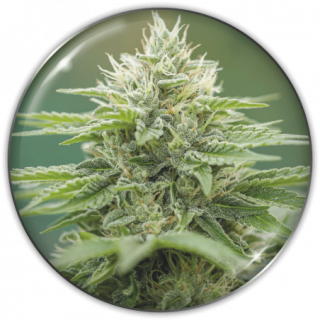 Eboshi CBG - Féminisée - Medical Seeds - Graines de Collection