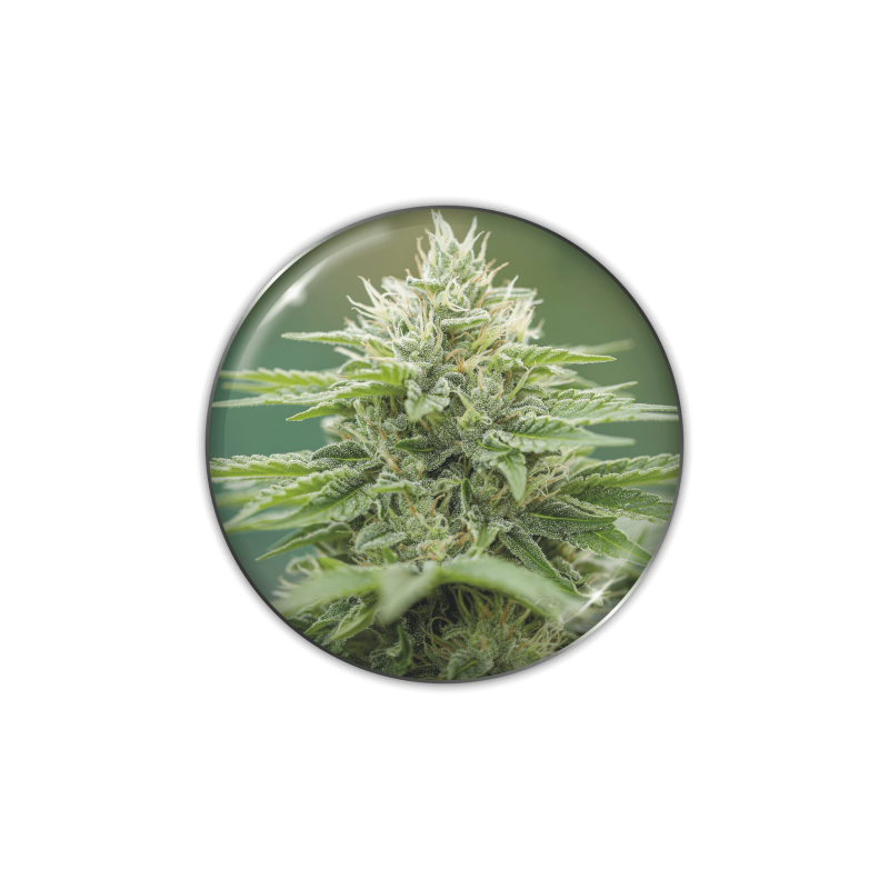 Eboshi CBG - Féminisée - Medical Seeds - Graines de Collection