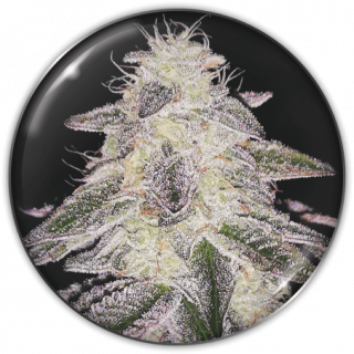 Medical Runntz - Féminisée - Medical Seeds | ROOTS-SEEDS.FR