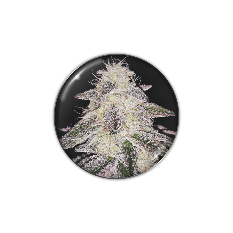 Medical Runntz - Féminisée - Medical Seeds - Graines de Collection