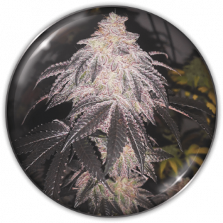 Cookies Sherbert - Autofloraison - Medical Seeds | ROOTS-SEEDS.FR