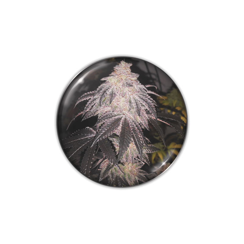 Cookies Sherbert (autofloraison) - Féminisée - Medical Seeds - Graines de Collection