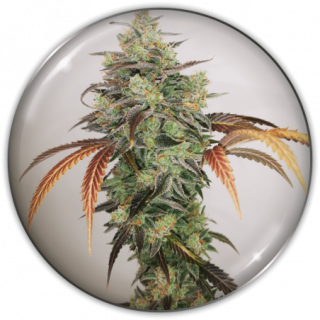 Y Griega CBD 2.0 - Féminisée - Medical Seeds - Graines de Collection