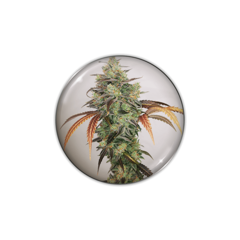 Y Griega CBD 2.0 - Féminisée - Medical Seeds - Graines de Collection