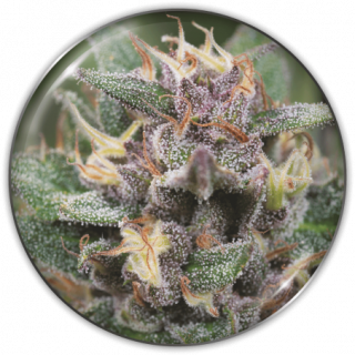 Bluehell (autofloraison) - Féminisée - Medical Seeds - Graines de Collection
