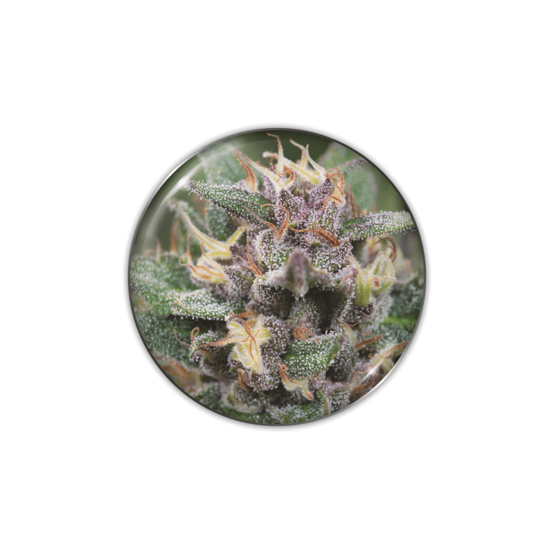 Bluehell (autofloraison) - Féminisée - Medical Seeds - Graines de Collection