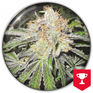 Deep Neville (régulière) - Féminisée - Medical Seeds - Graines de Collection