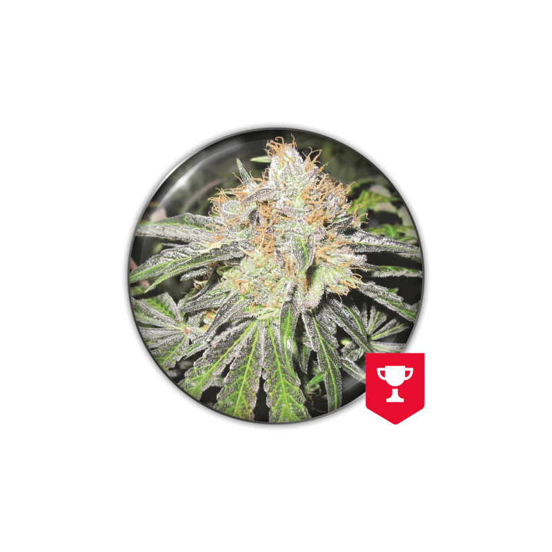 Deep Neville (régulière) - Féminisée - Medical Seeds - Graines de Collection