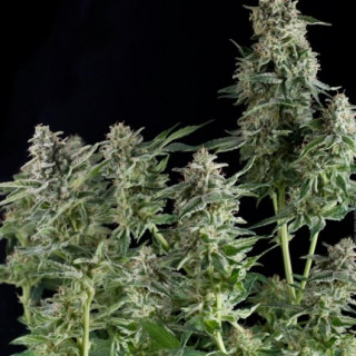 GMO Fast - Féminisée - Dutch Passion | ROOTS-SEEDS.FR