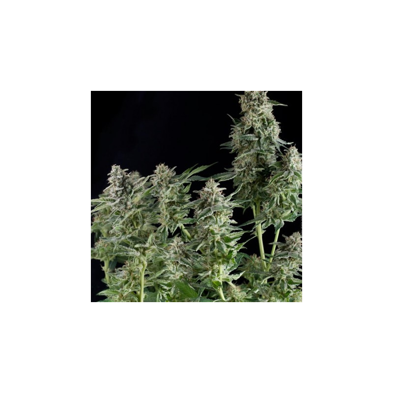 GMO Fast - Féminisée - Dutch Passion | ROOTS-SEEDS.FR