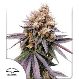 GMO Fast - Féminisée - Dutch Passion | ROOTS-SEEDS.FR