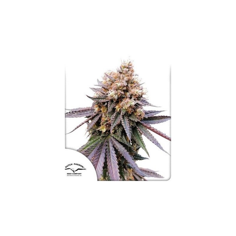 GMO Fast - Féminisée - Dutch Passion | ROOTS-SEEDS.FR